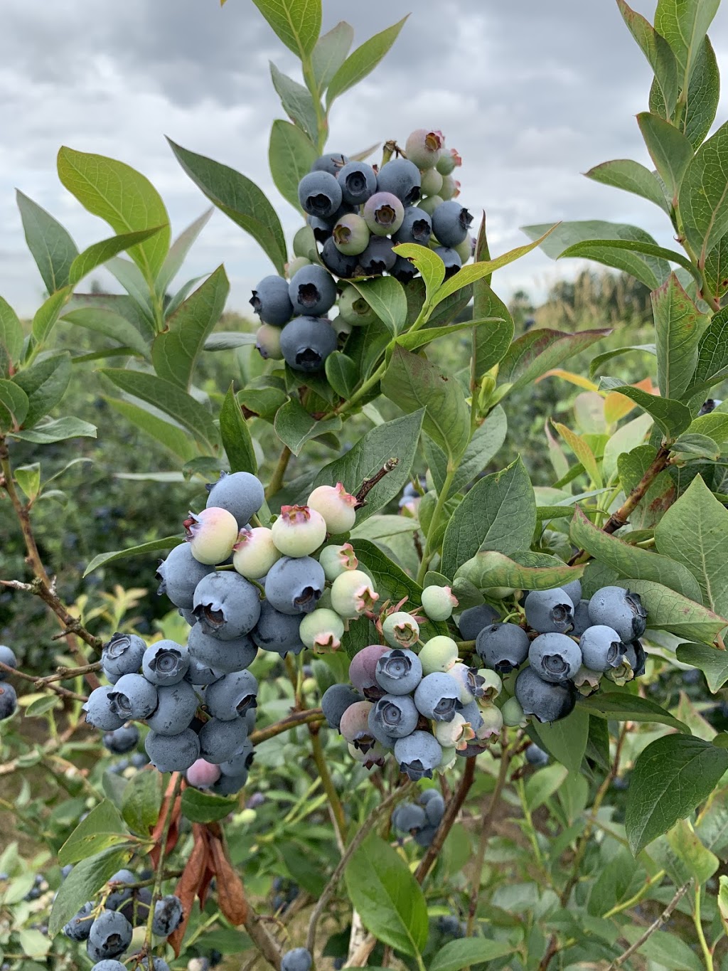 Middelveen Blueberry Farm | 13472 Harris Rd, Pitt Meadows, BC V3Y 2T3, Canada | Phone: (604) 459-8764