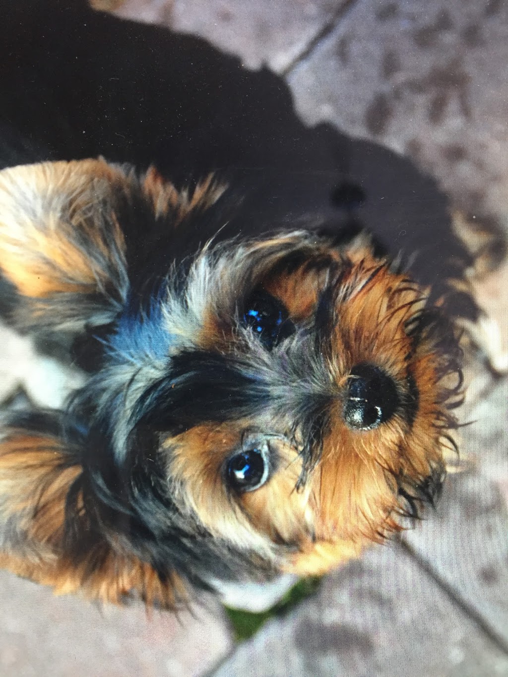 Paisley Veterinary Services | 79 Queen St S, Paisley, ON N0G 2N0, Canada | Phone: (519) 353-4000