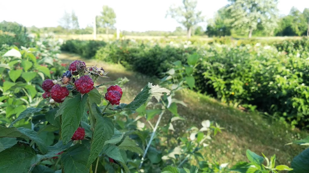 Marcys Berries | 1727 Valens Rd, Puslinch, ON N0B 2J0, Canada | Phone: (519) 623-0219