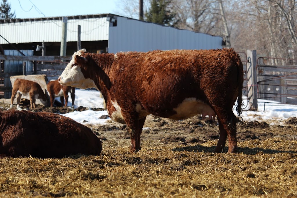 Acorn Ridge Polled Herefords | 27043 Rd 31N, Kleefeld, MB R0A 0V0, Canada | Phone: (204) 381-0721