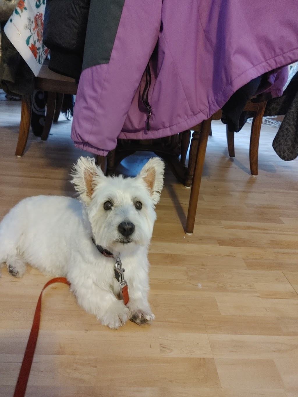 Sarahs pampered pooches | 98 sandbanks, Wellington, ON K0K 3L0, Canada | Phone: (647) 546-3698