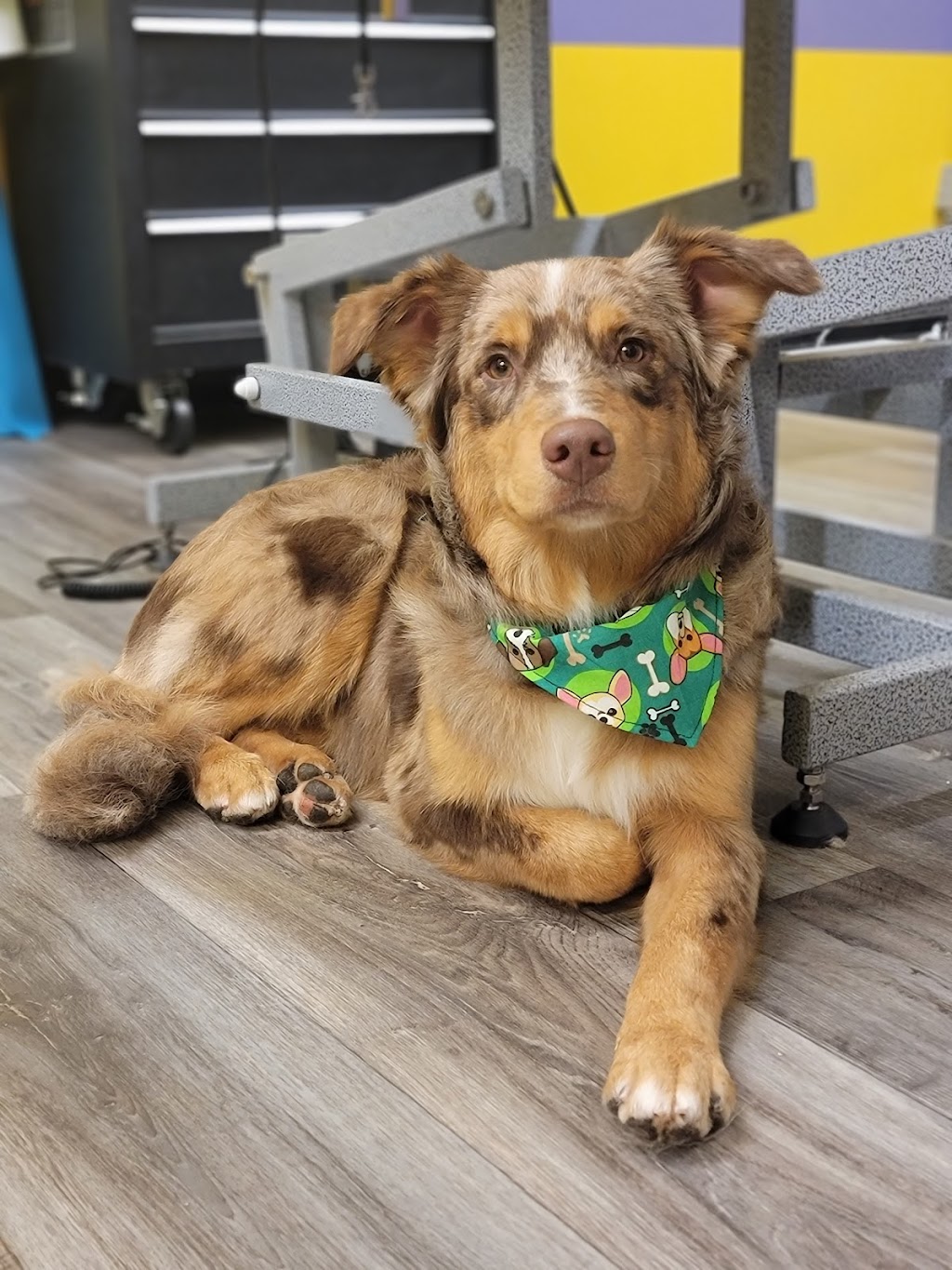Wizard of Paws | 7 James St, Georgetown, ON L7G 2H2, Canada | Phone: (289) 428-0127