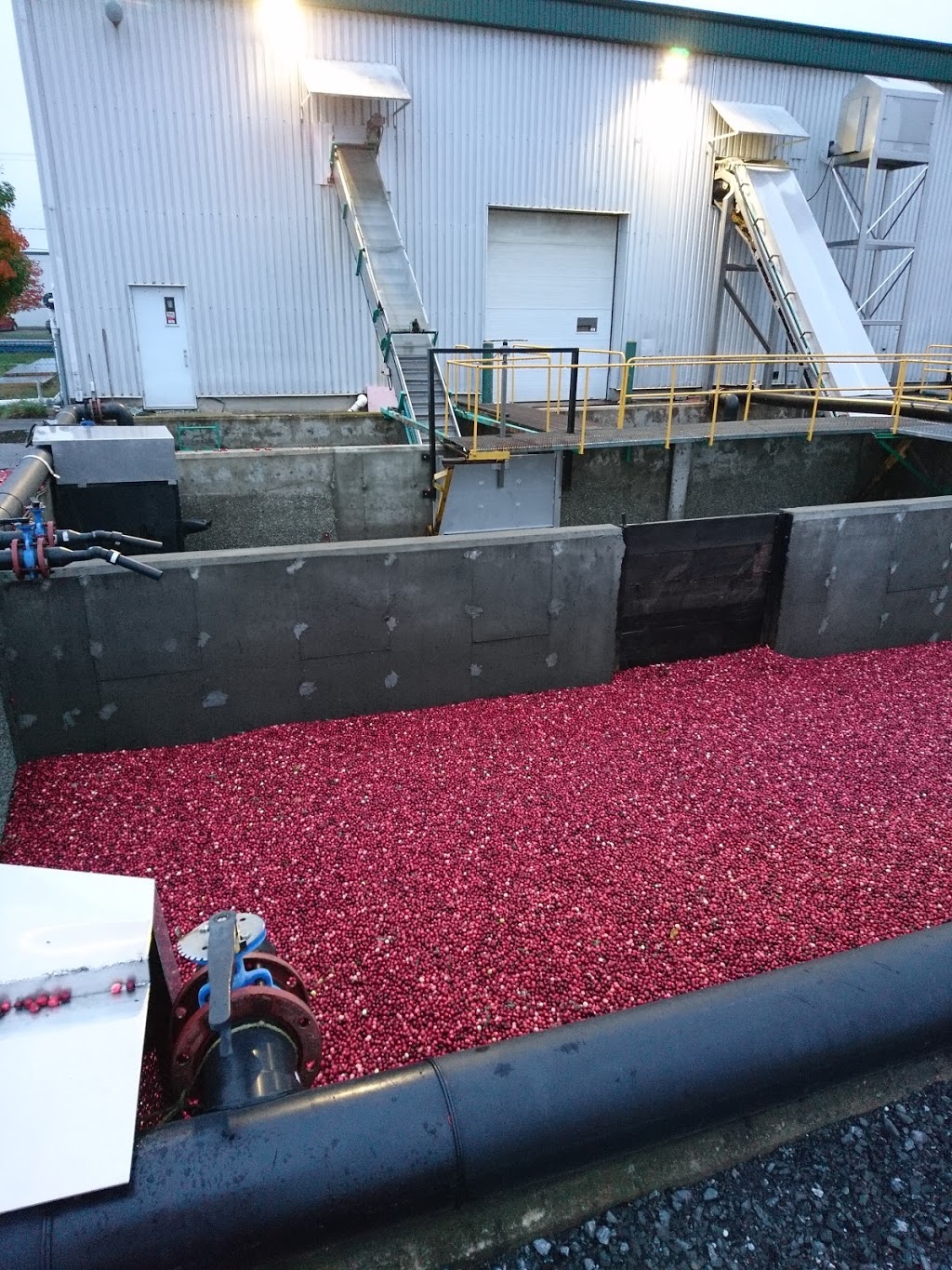 Canneberges Becancourt Sales | 2700 Av Vallée, Plessisville, QC G6L 3N2, Canada | Phone: (819) 621-1331