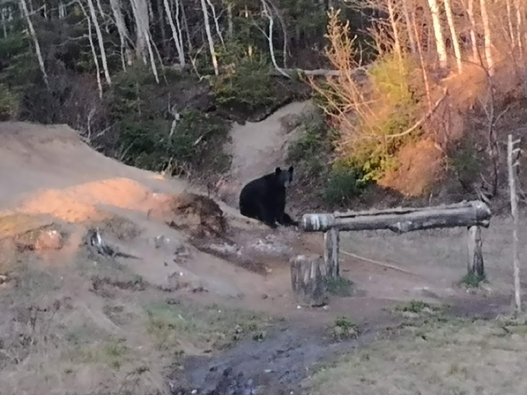 Observation de l’ours noir | 1895 QC-172, Sacré-Coeur, QC G0T 1Y0, Canada | Phone: (418) 236-4551