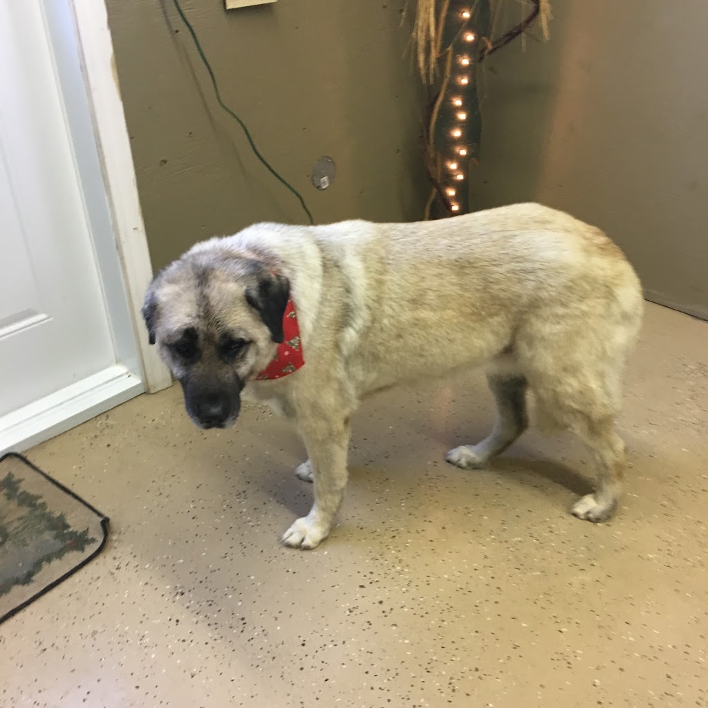 Puss & Pooch Grooming | 391 Cross Rd, Belmont, NS B0M 1C0, Canada | Phone: (902) 305-3450