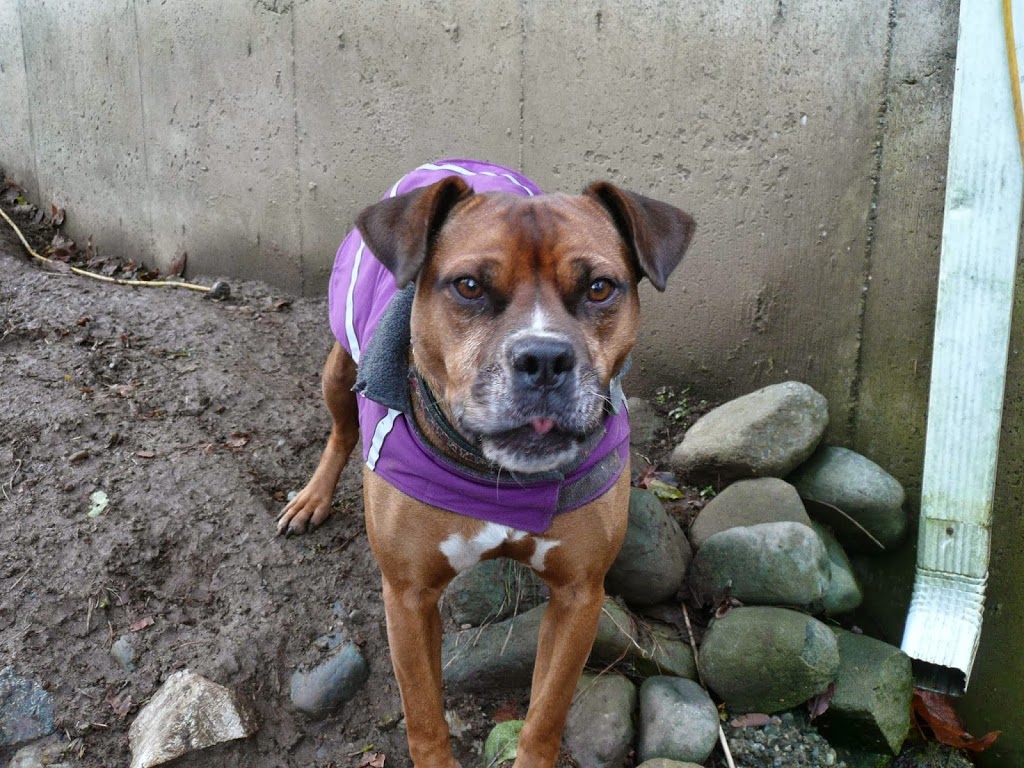 Island Canine Care | 4159 Cowichan Lake Rd, Duncan, BC V9L 6G8, Canada | Phone: (250) 715-8667
