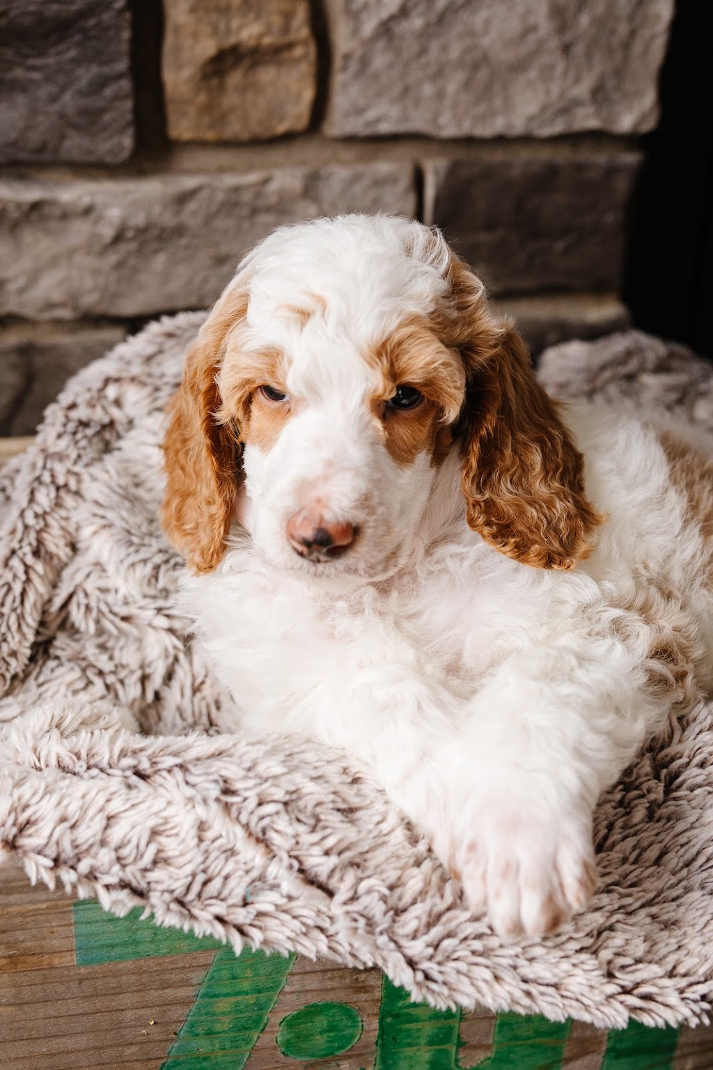 Prairie Poodles | Box 123, Barnwell, AB T0K 0B0, Canada | Phone: (403) 894-7029