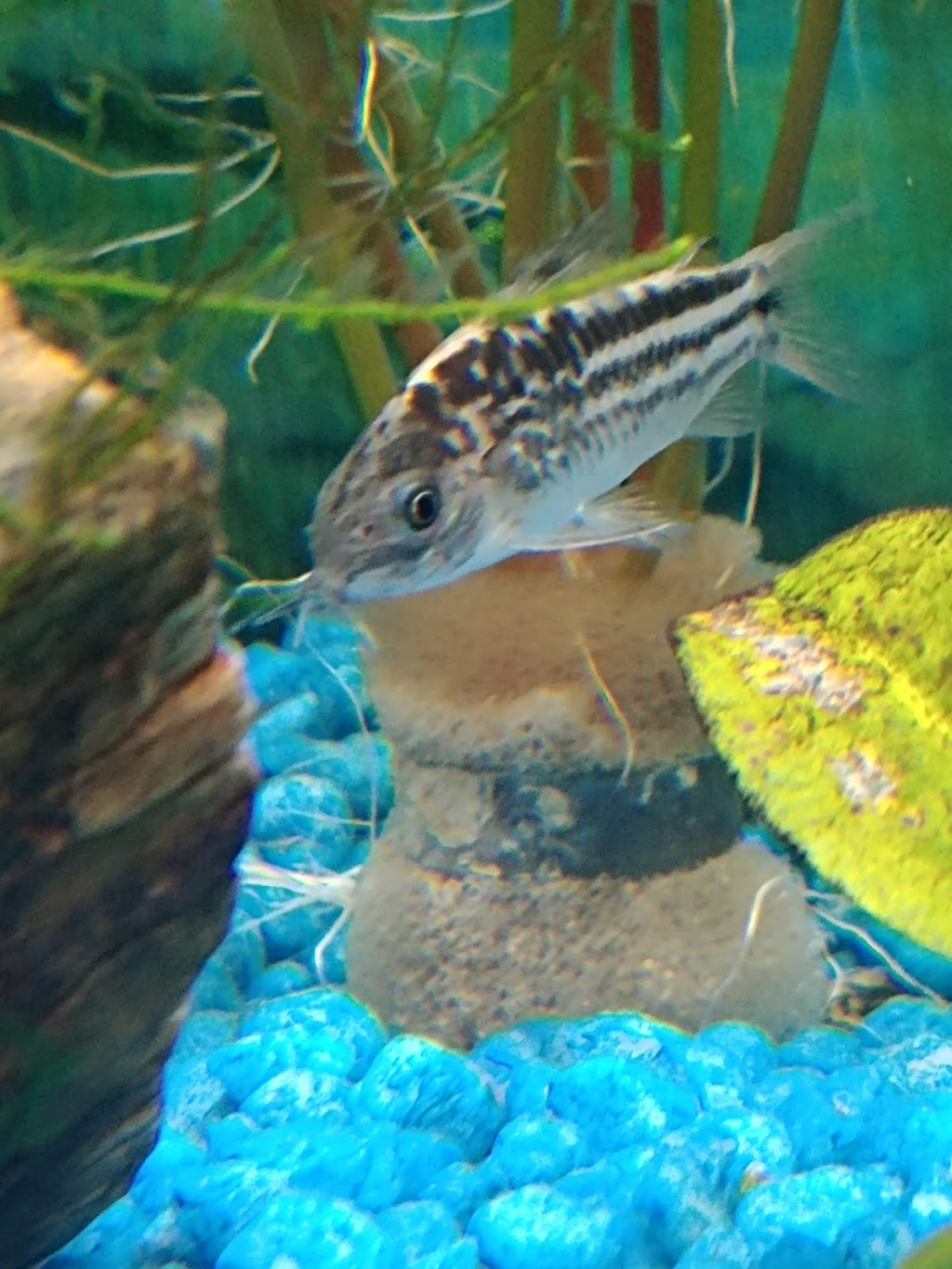 Animalerie Dyno | 1039 Boulevard Pie-XI Sud, Québec, QC G3K 1L2, Canada | Phone: (418) 847-0644