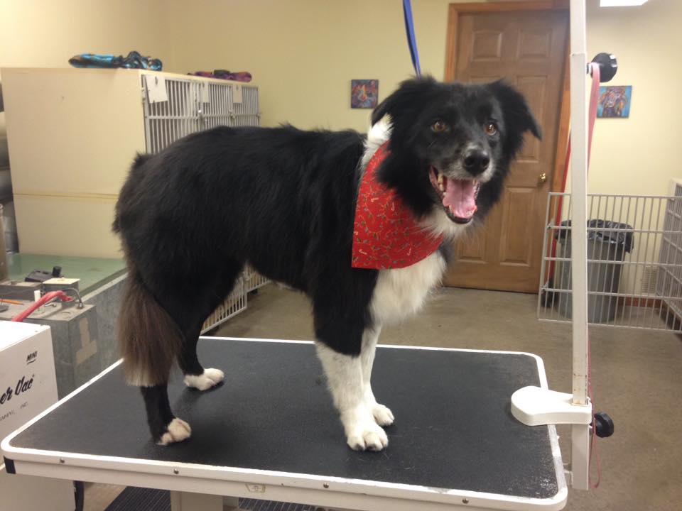 The Clip Joint Dog Grooming | 3050 Rutledge Rd, Sydenham, ON K0H 2T0, Canada | Phone: (613) 376-6242