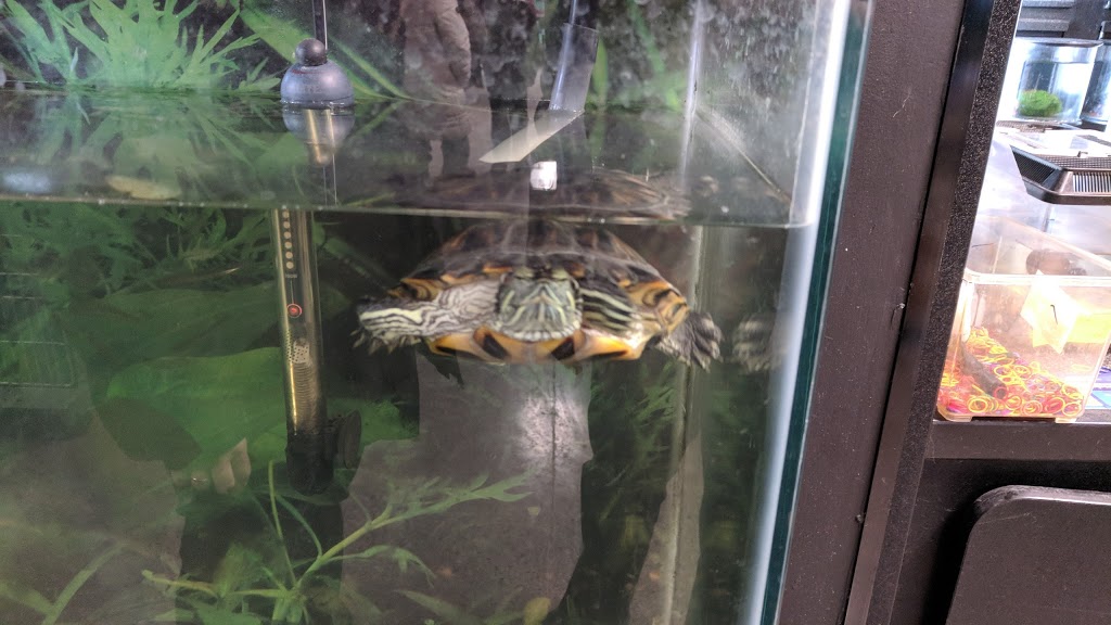 petsmart hyde park gate