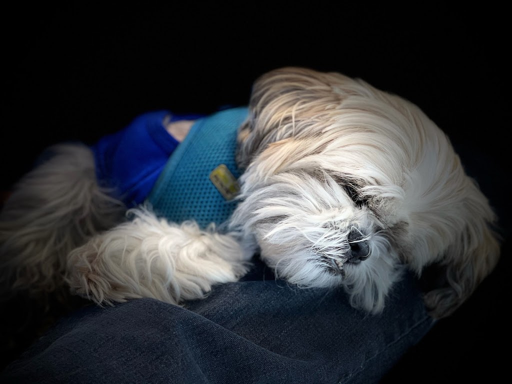 Peak Veterinary Hospital | 1340 Veterans St, Pincher Creek, AB T0K 1W0, Canada | Phone: (403) 904-1100