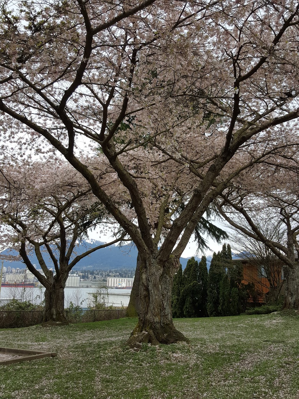 McGill Park | 2305 McGill St, Vancouver, BC V5L 1C5, Canada