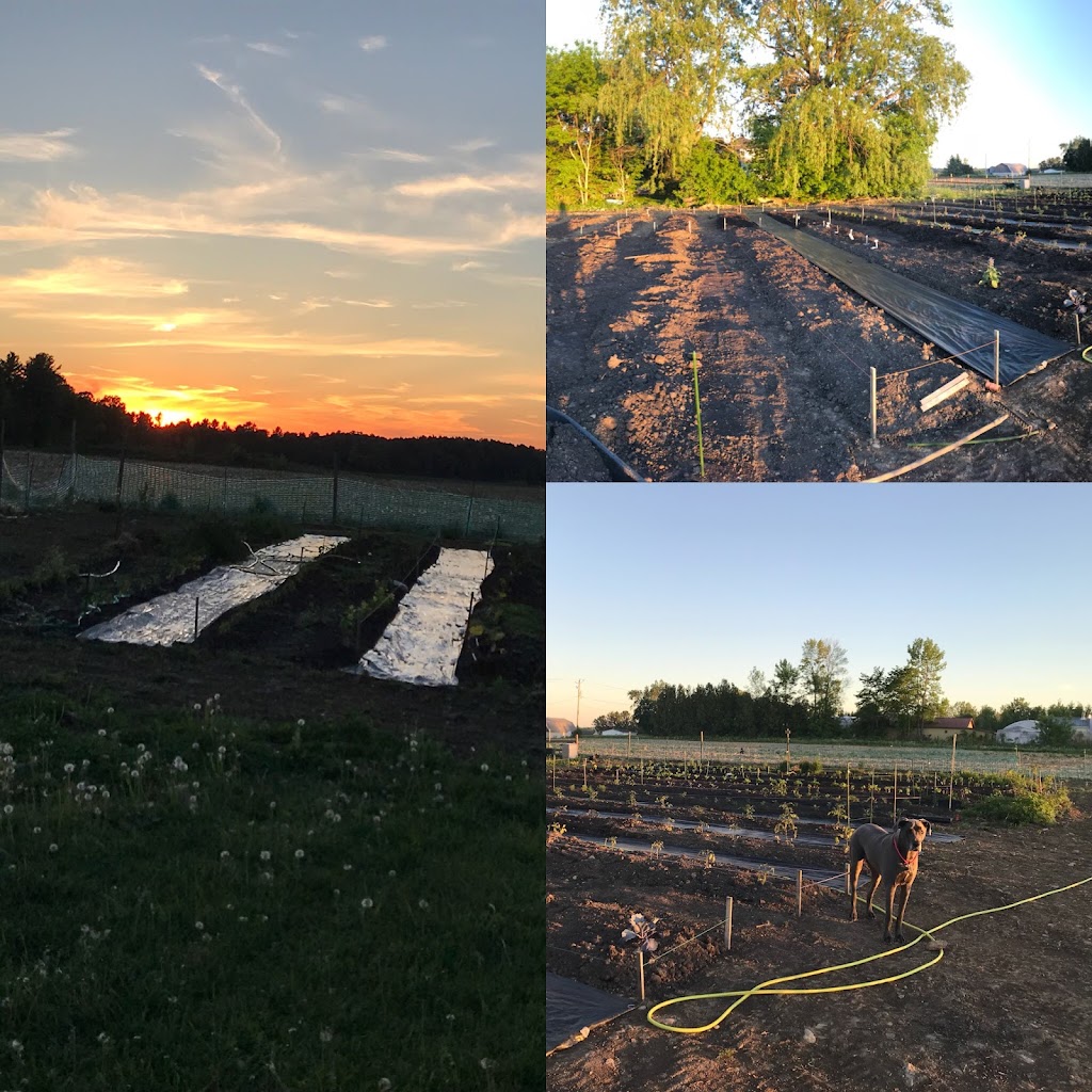 La ferme au grand saule | 450 Rue Saint-Patrice, Saint-Patrice-De-Sherrington, QC J0L 2N0, Canada | Phone: (514) 895-9288