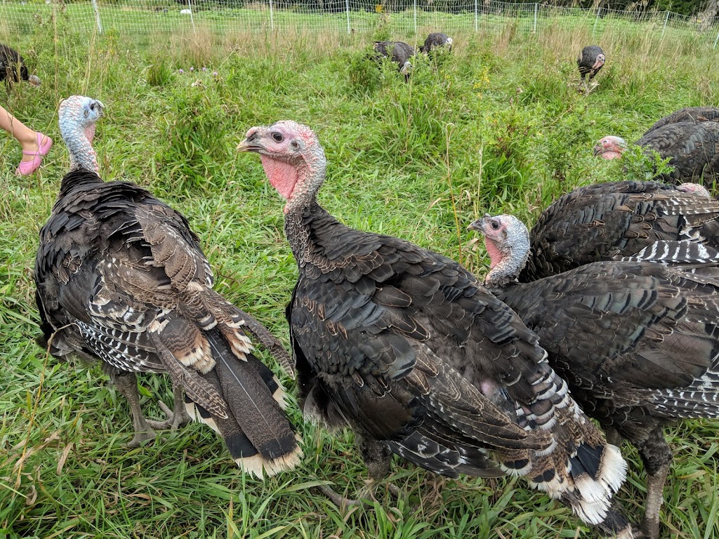 Maple Hill Urban Farm | 200 Moodie Dr, Nepean, ON K2H 8K6, Canada | Phone: (613) 828-2987