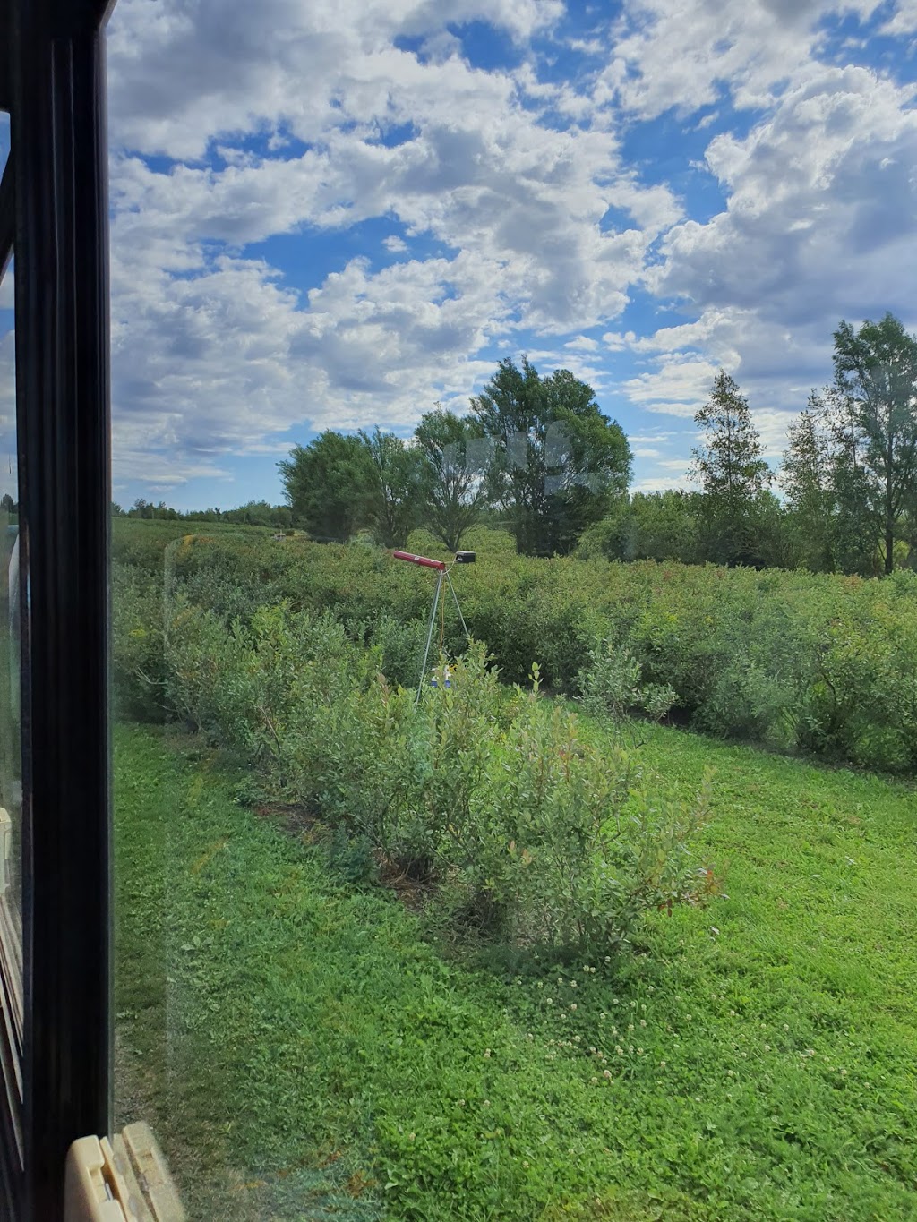 Blueberry Acres | 1225 Middle Dyke Rd, Centreville, NS B0P 1J0, Canada | Phone: (902) 582-1482