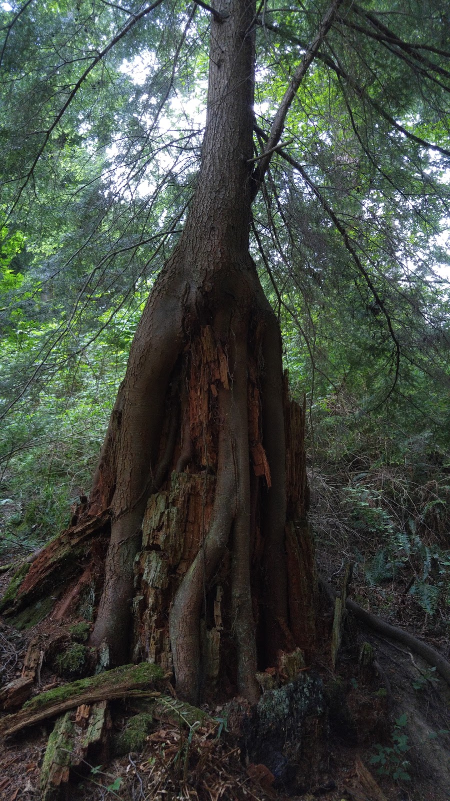 Coho Preserve, San Juan County Land Bank | On Point Lawrence Rd, 500 ft east of, Olga Rd, Olga, WA 98279, USA