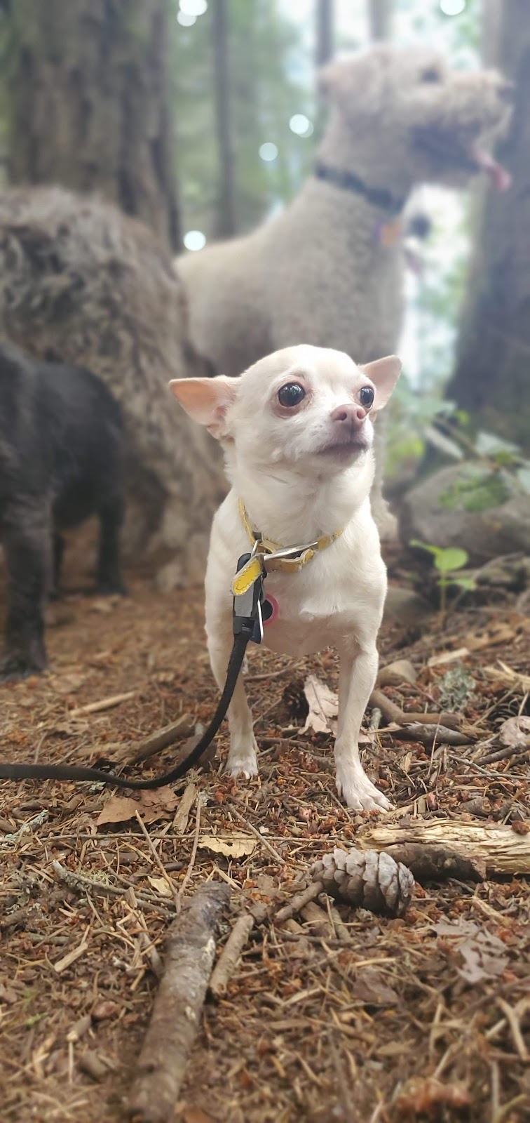 Wag K9 CO | Victoria, BC V9A 1Z1, Canada | Phone: (250) 812-9139