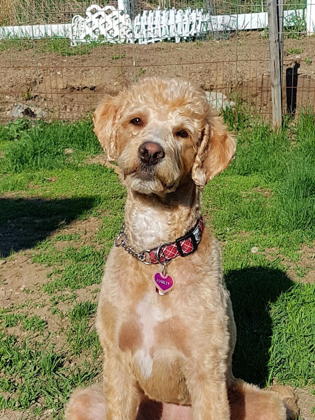 South Valley Veterinary Hospital | 10412 BC-97, Osoyoos, BC V0H 1V2, Canada | Phone: (250) 495-6760