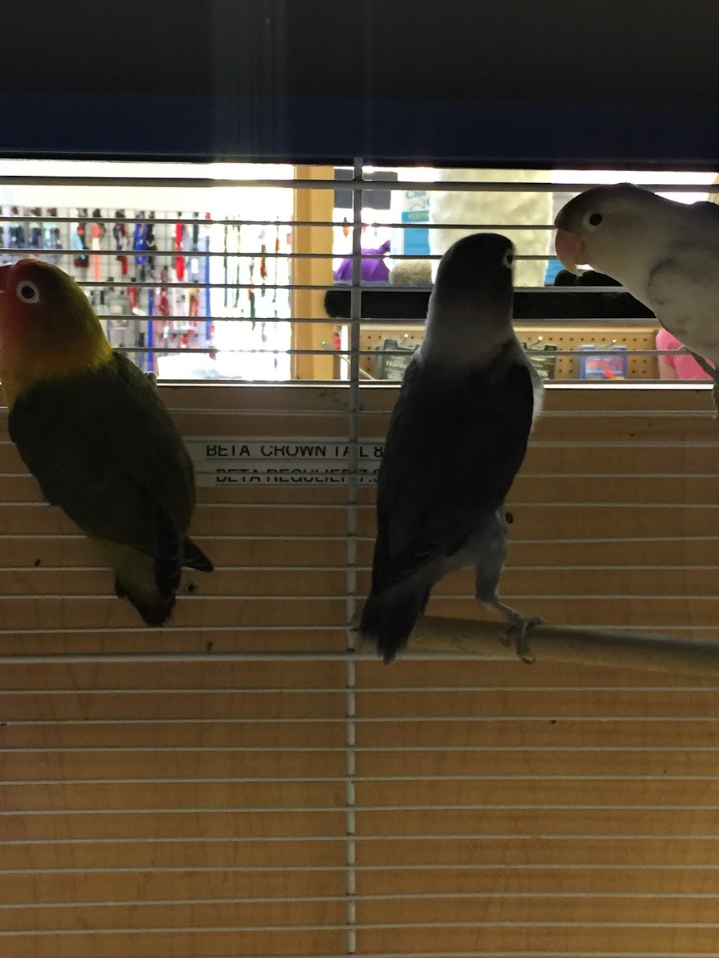 Animalerie Monde Animal | 5500 Rue Rodrigue, Terrebonne, QC J7M 2C1, Canada | Phone: (450) 477-7676
