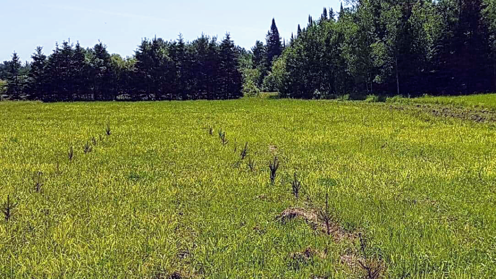 Old McDonalds Farm | 140 Poirier Rd, Lavigne, ON P0H 1R0, Canada | Phone: (289) 968-1776