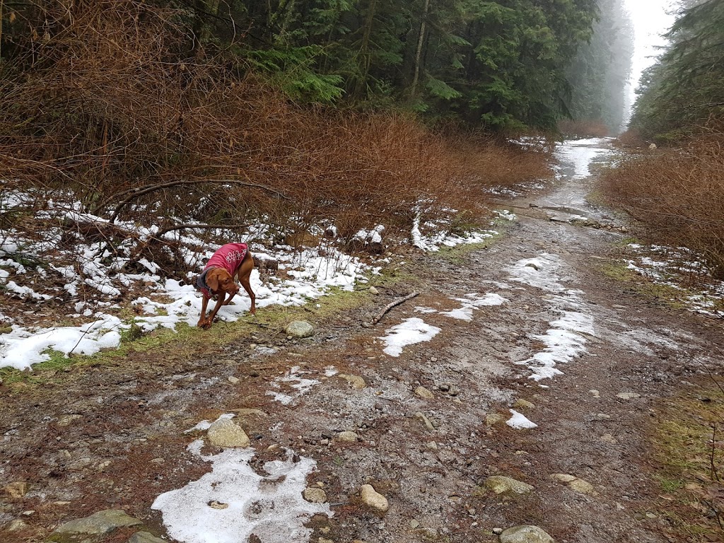 Bert Flinn Trails | David Ave, Port Moody, BC V3H 4Z7, Canada | Phone: (604) 469-4676