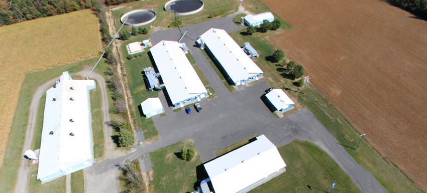 Centre dInsémination Porcine du Québec (C I P Q) Inc | 1485 Rue Saint-Aimé, Saint-Lambert-de-Lauzon, QC G0S 2W0, Canada | Phone: (418) 889-9748