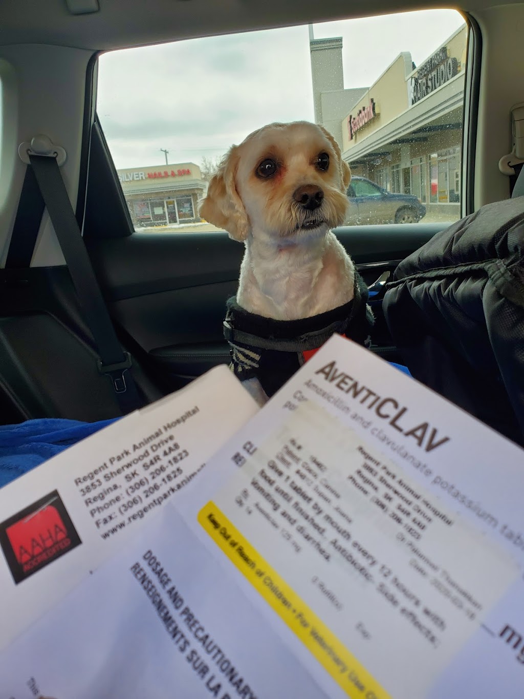 Regent Park Animal Hospital | 3853 Sherwood Dr, Regina, SK S4R 4A8, Canada | Phone: (306) 206-1823