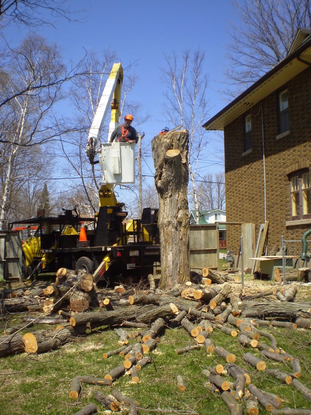 DLG Tree Service | 2886 Penetanguishene Rd, Springwater, ON L9X 1Z7, Canada | Phone: (705) 728-9369