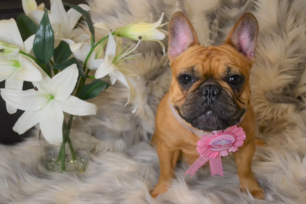 Jaklins Bulldogs. French Bulldog breeder & puppies for adoption | n/a, Manilla, ON K0M 2J0, Canada | Phone: (647) 539-5040