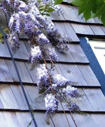 Eternal Seed Garden Centre | 2309 Zillinsky Rd, Powell River, BC V8A 0N8, Canada | Phone: (604) 487-1304