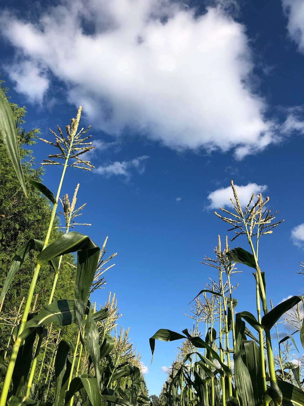 Van Tol’s Sweet Corn Guelph | 7857 Eastview Rd, Guelph, ON N1H 6J1, Canada | Phone: (905) 536-1283