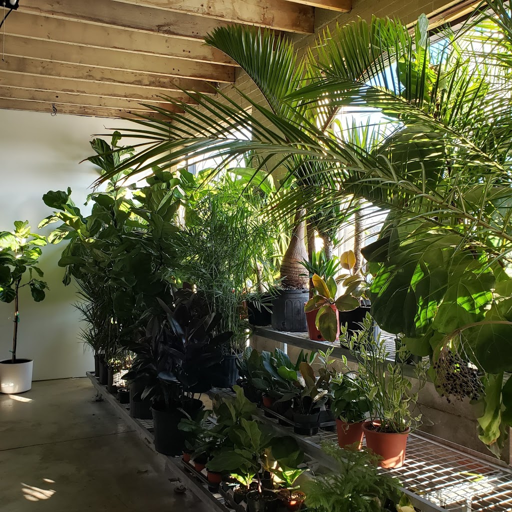 Dynasty Plant Shop | 1250 Dupont St Unit 1, Toronto, ON M6H 2A4, Canada | Phone: (416) 588-8383