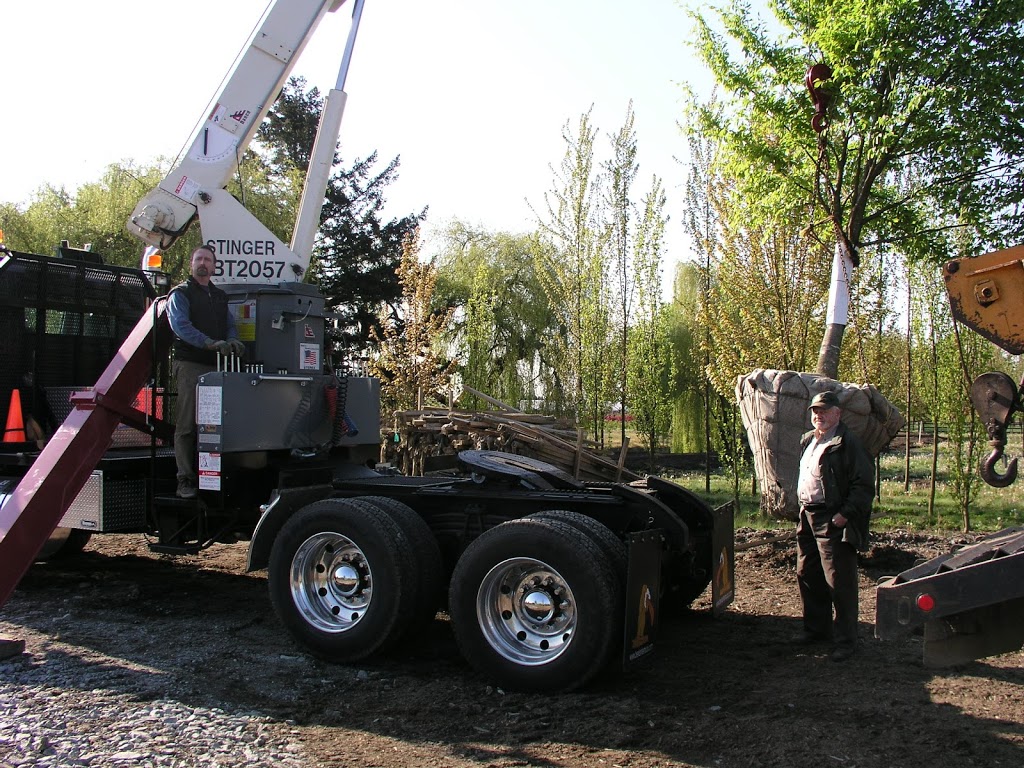 Specimen Trees Wholesale Nurseries Ltd | 18598 Advent Rd, Pitt Meadows, BC V3Y 2G8, Canada | Phone: (604) 465-7122