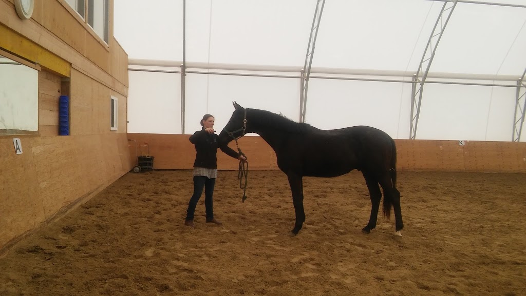 Mussennist Dressage Inc | 843479 Rd 84, Embro, ON N0J 1J0, Canada | Phone: (519) 280-7665