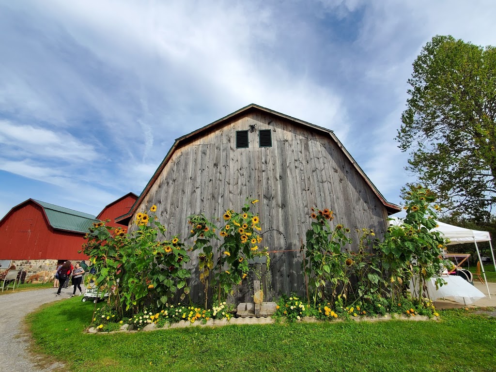 Thistle Creek Alpaca Farm | 1091 Ostrander Rd, East Aurora, NY 14052, USA | Phone: (716) 725-8238