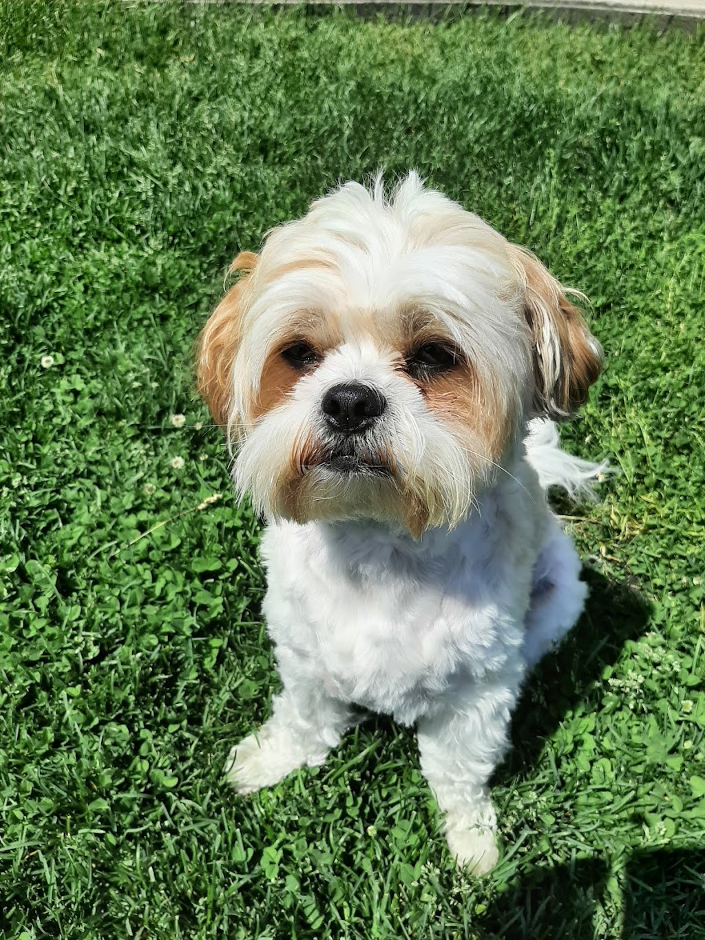Fusion Pet Service | Magnolia Dr, Hamilton, ON L9C 5Z3, Canada | Phone: (905) 807-3346