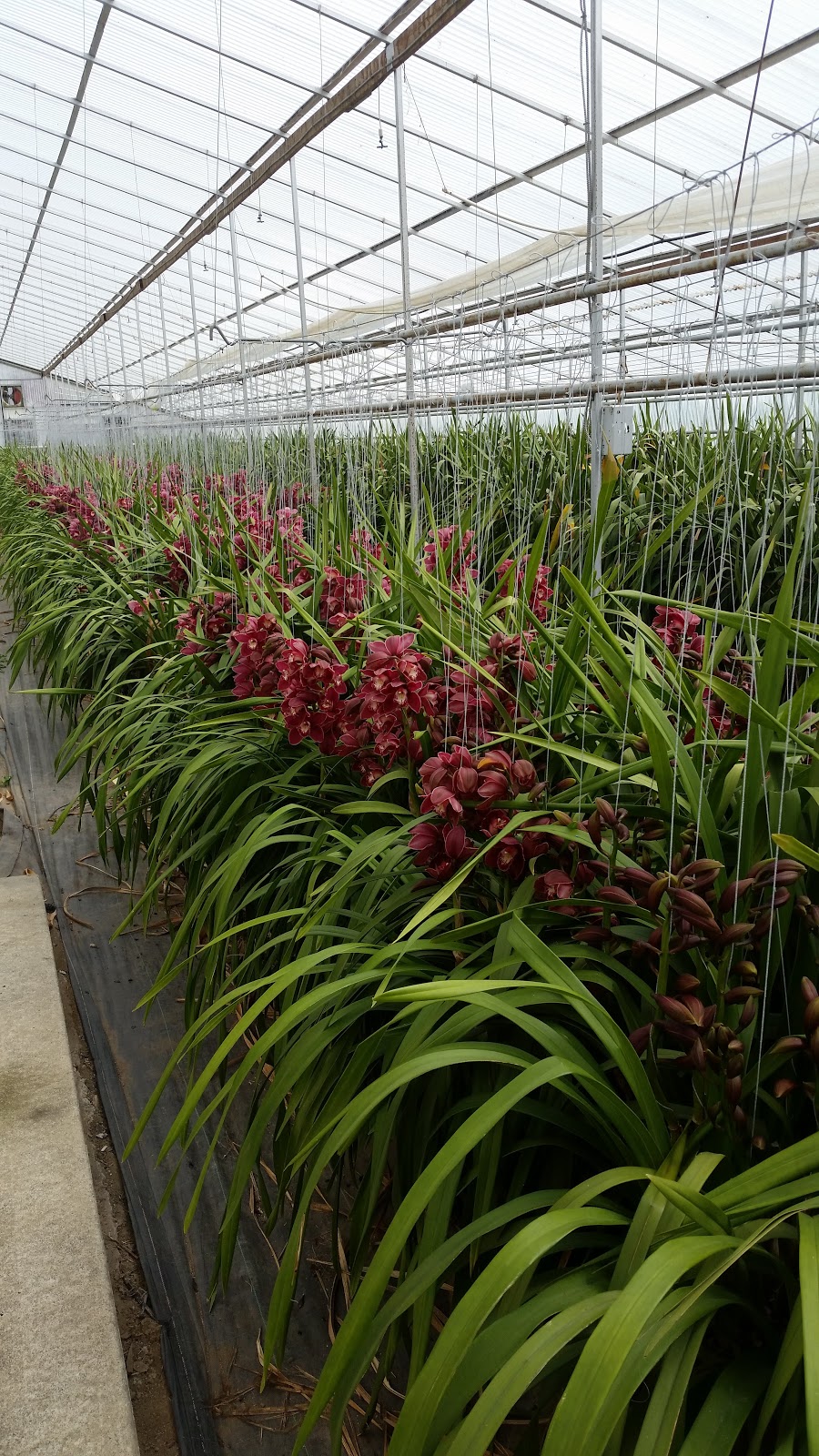 Bosch Orchids | Yale Rd, Chilliwack, BC V4Z 0A9, Canada | Phone: (604) 795-3555