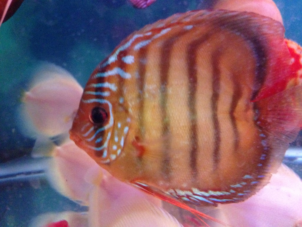 Discus fish wholesale in bc | 11842 80 Ave, Delta, BC V4C 1Y2, Canada | Phone: (604) 862-1102