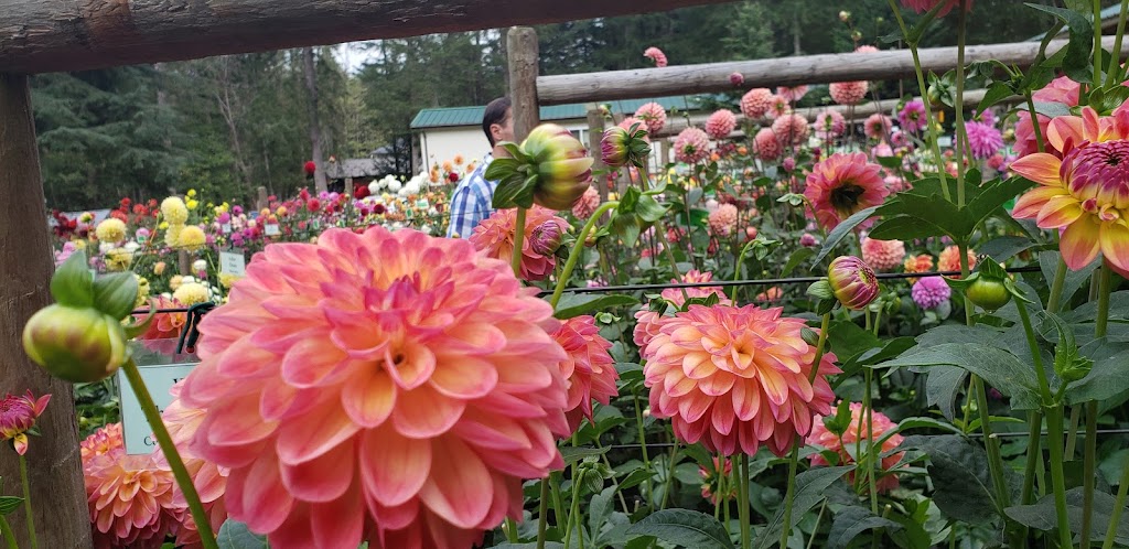 Warwick Dahlias | 1672 Constitution Rd, Black Creek, BC V9J 1G2, Canada | Phone: (250) 650-2128