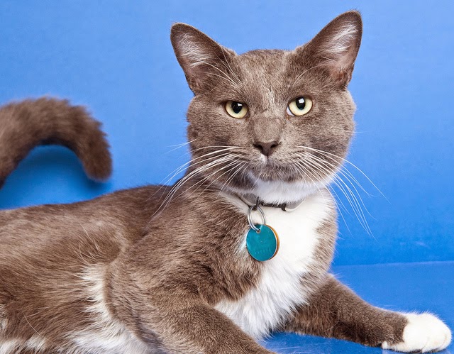 Ottawa Humane Society | 245 W Hunt Club Rd, Nepean, ON K2E 1A6, Canada | Phone: (613) 725-3166