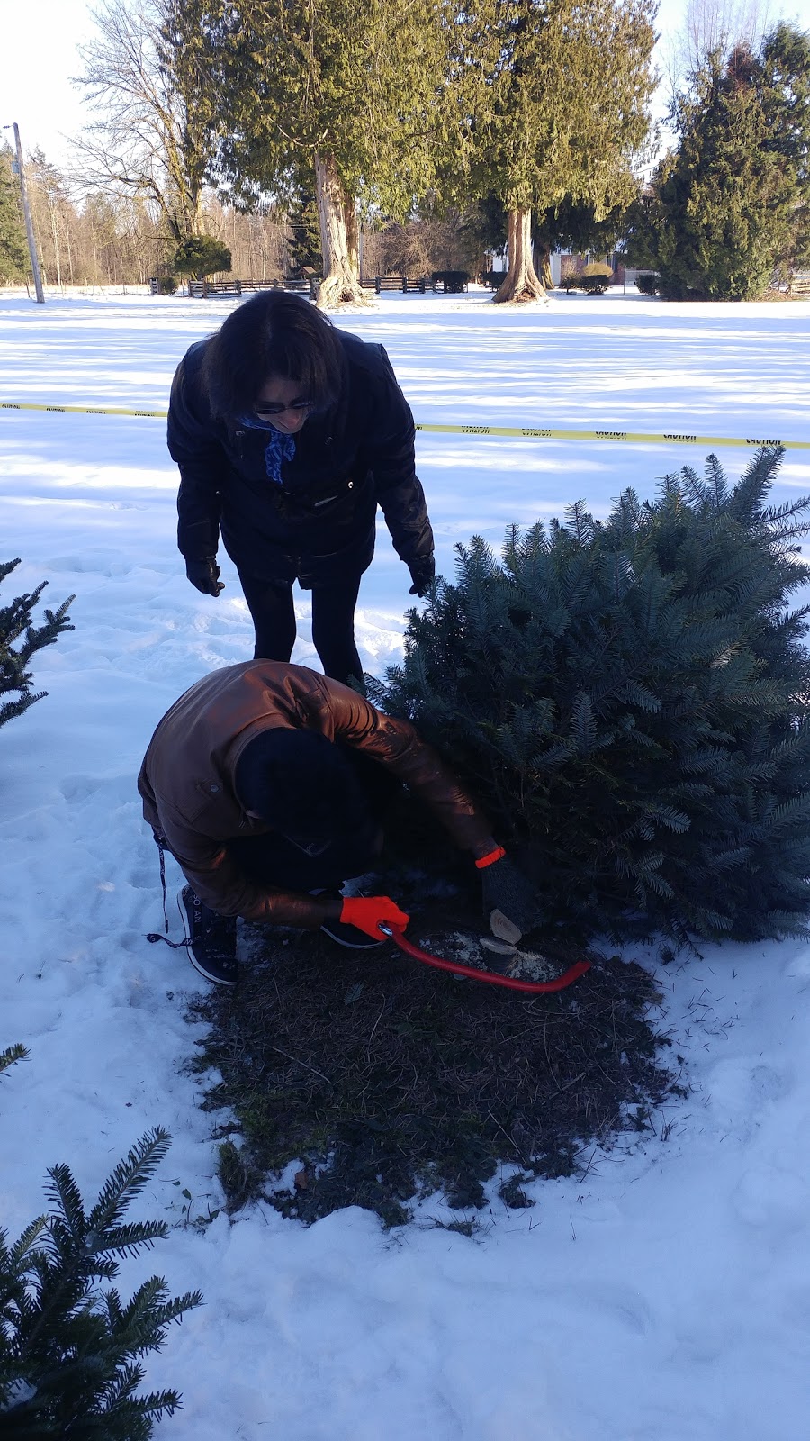 Churchland Christmas Tree Farm | 4726 248 St, Aldergrove, BC V4W 1B6, Canada | Phone: (604) 996-1046