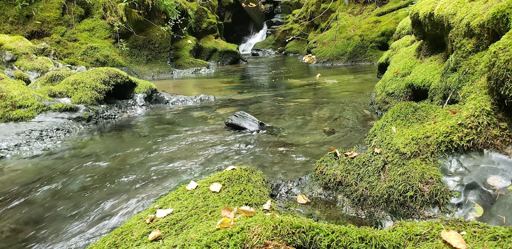 Silver Phoenix Medicine | 1542 Heriot Bay Rd, Heriot Bay, BC V0P 1H0, Canada | Phone: (250) 285-2545