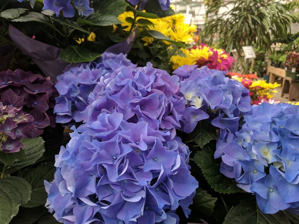 Little Mountain Greenhouses & Florist | 47558 Yale Rd, Chilliwack, BC V2P 7N1, Canada | Phone: (604) 792-7888
