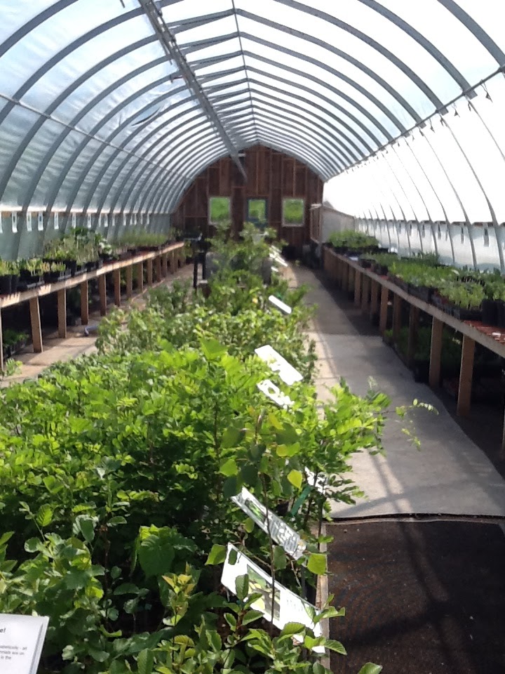Fiddlehead Nursery | 235599 Grey County Rd 13, Kimberley, ON N0C 1G0, Canada | Phone: (705) 441-1217