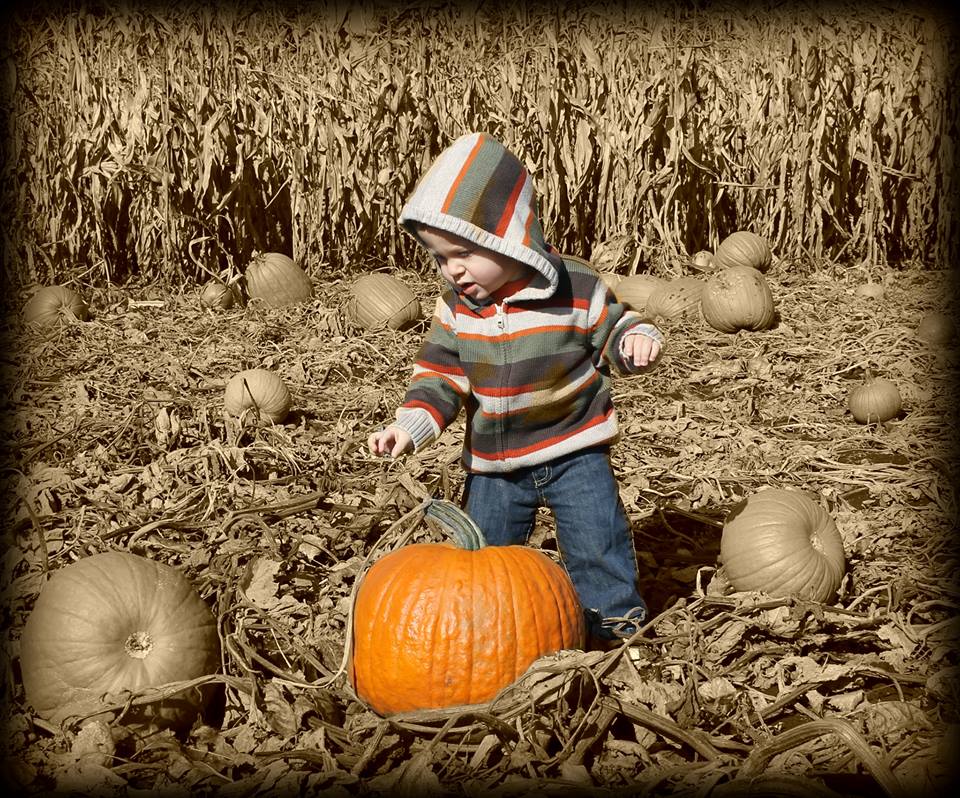 Kustermans Berry Farms | 23188 Springwell Rd, Mount Brydges, ON N0L 1W0, Canada | Phone: (519) 264-9199