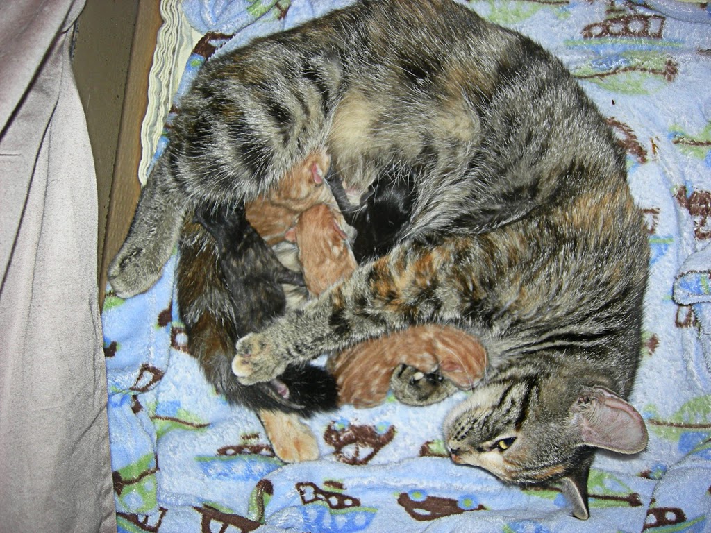 CatSpan Ferals Registered Charity | Box 64 STN Main, Nanoose Bay, BC V9P 9J9, Canada | Phone: (250) 240-7702