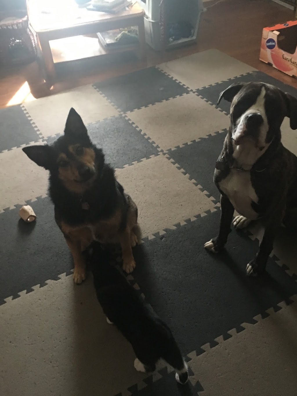 Nadines Personal Pet Care | 107 Glenhill Dr, Cochrane, AB T4C 1H2, Canada | Phone: (403) 617-9923