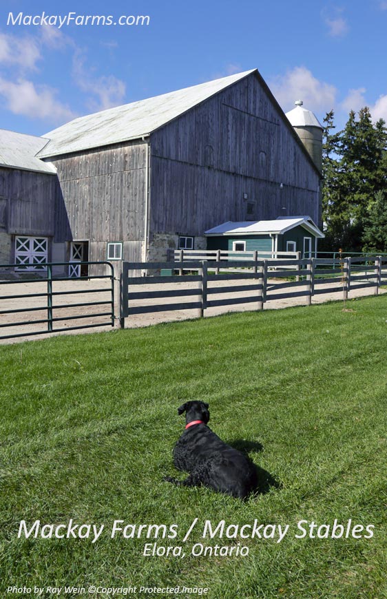 Mackay Farms | 7259 Middlebrook Rd, Elora, ON N0B 1S0, Canada | Phone: (519) 820-3311
