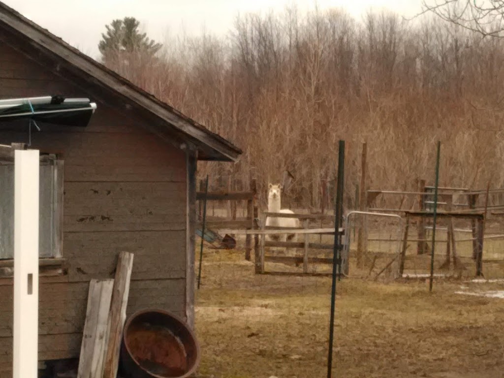 Garrick Corners Alpacas And Boutique | 630 Rue Bruce, Dunham, QC J0E 1M0, Canada | Phone: (450) 525-3083