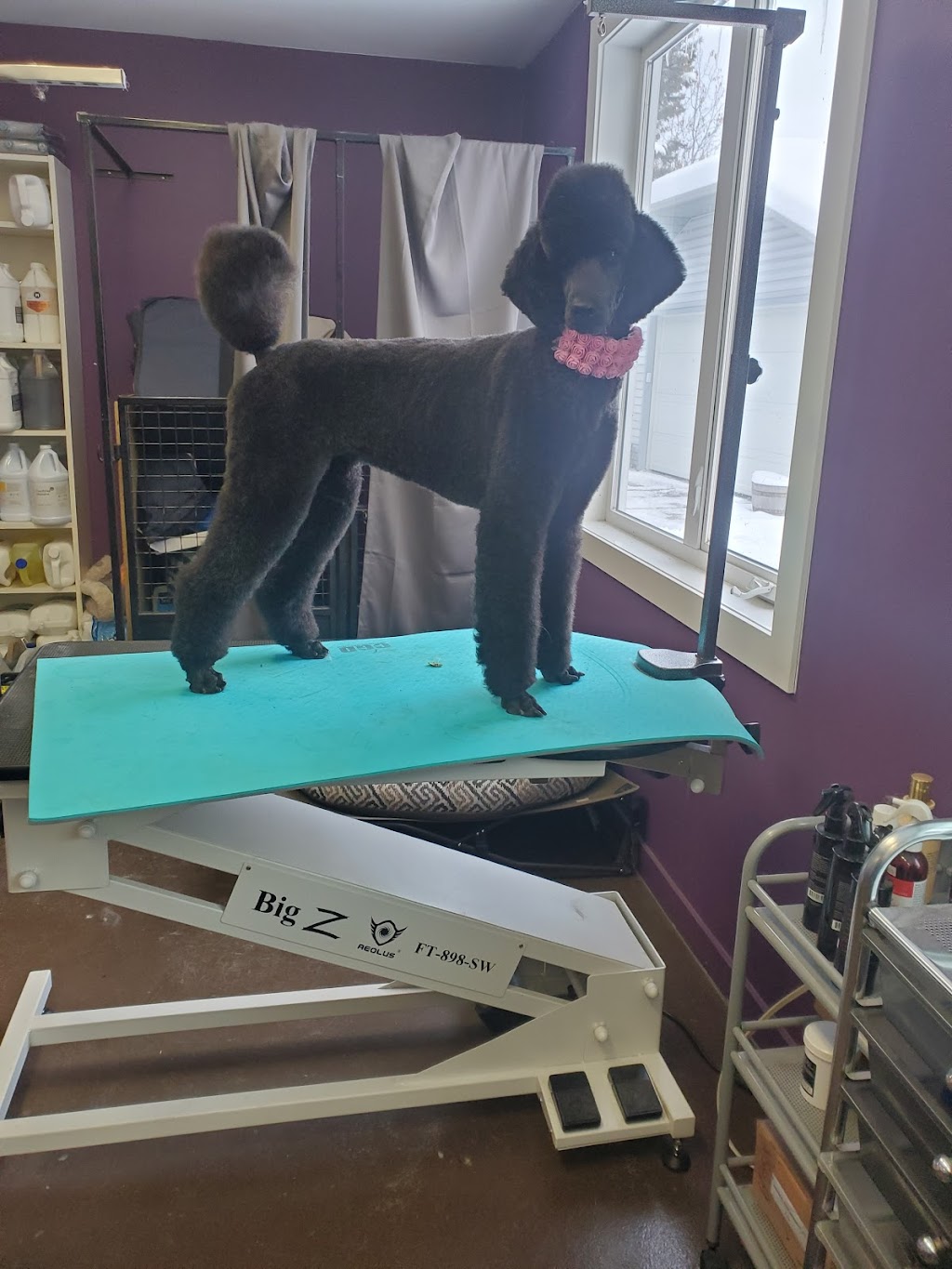 Dogs Rule Pet Grooming Priddis | 162006 272 St W, Priddis, AB T0L 1W0, Canada | Phone: (403) 837-9232